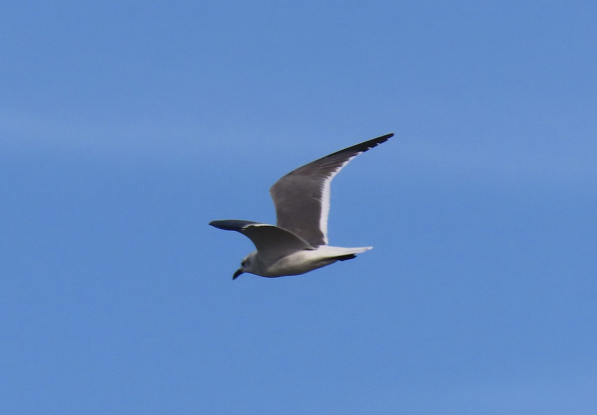 Laughing Gull - ML646820488