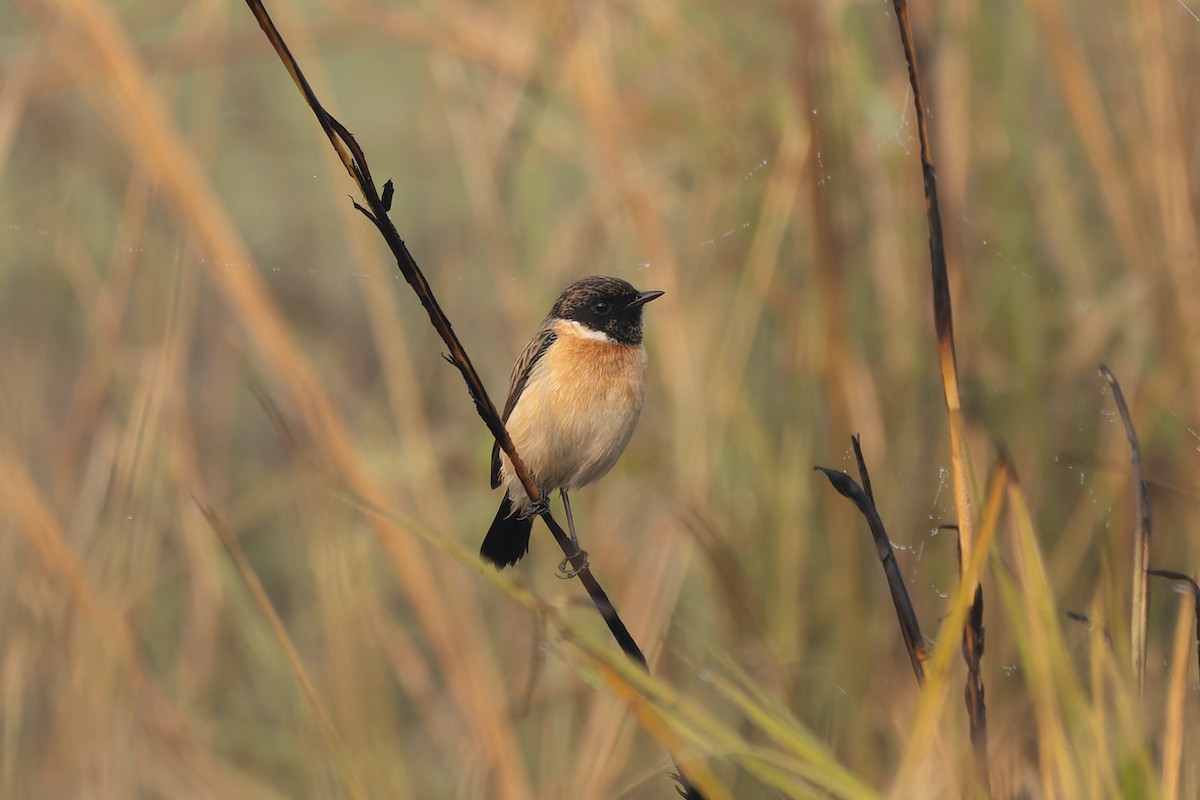 Siberian Stonechat - ML646820489