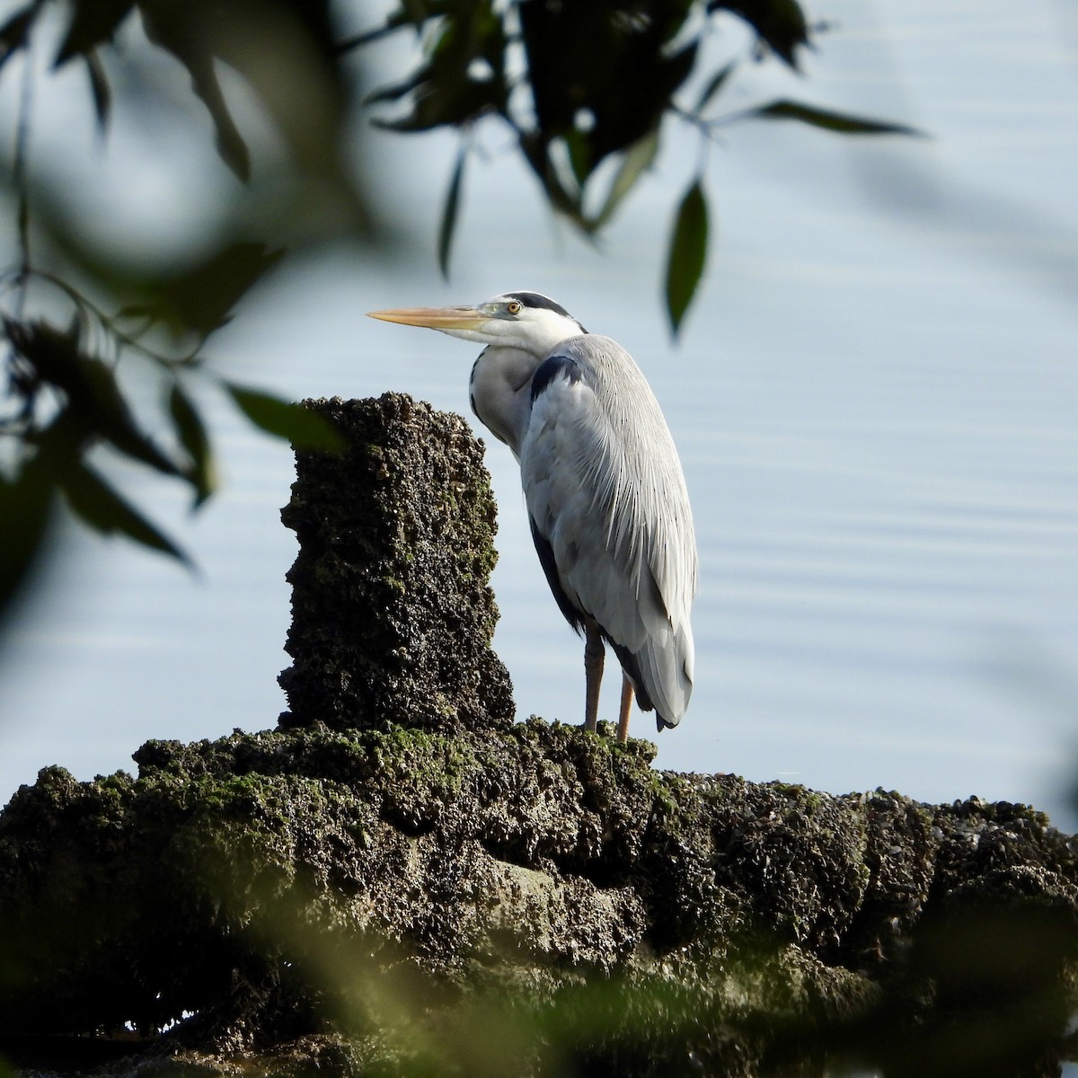 Хөх дэглий - ML646820491