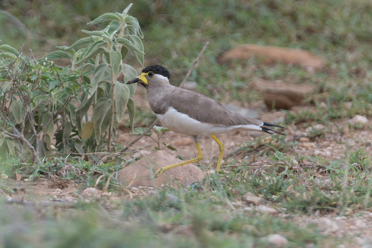 Yellow-wattled Lapwing - ML646820494