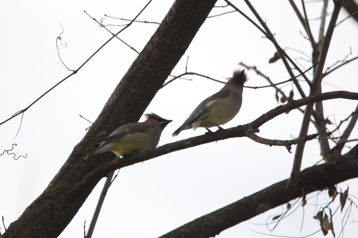 Cedar Waxwing - ML646820495