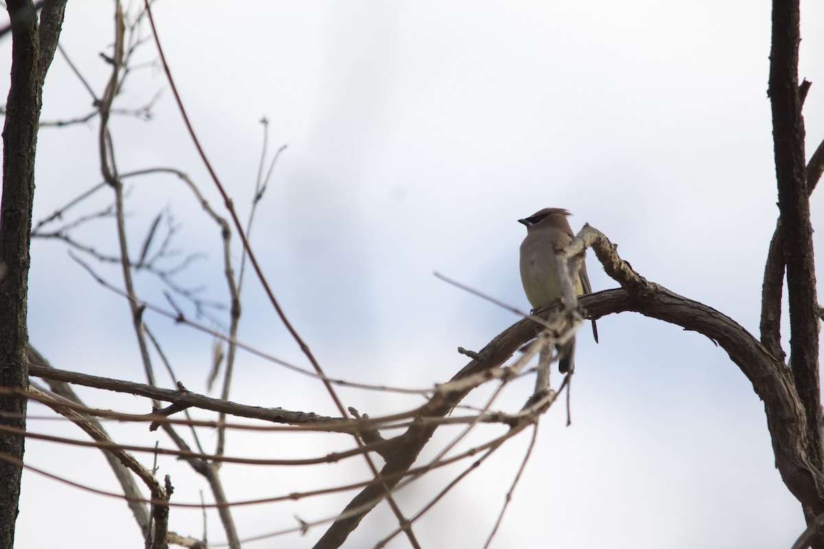 Cedar Waxwing - ML646820496
