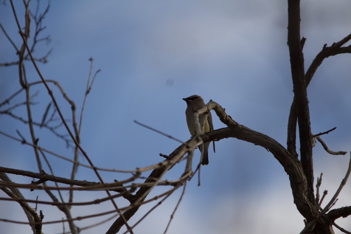 Cedar Waxwing - ML646820497