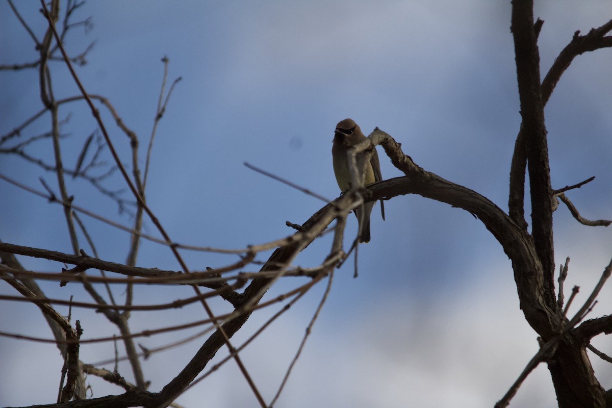 Cedar Waxwing - ML646820498