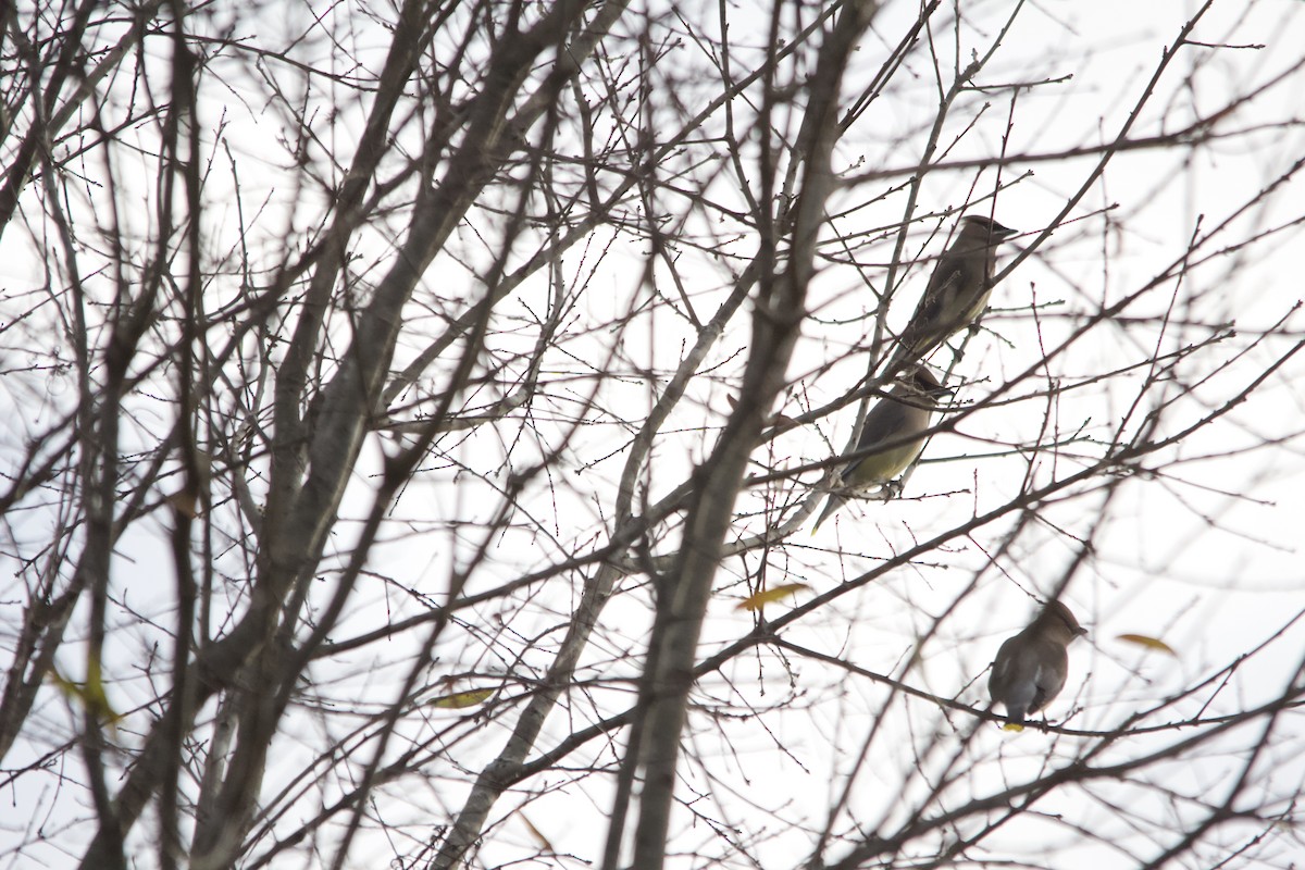 Cedar Waxwing - ML646820499