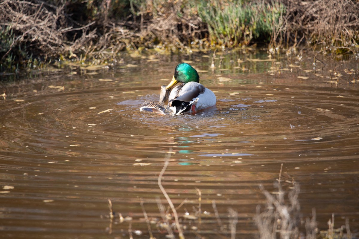 Mallard - ML646820503