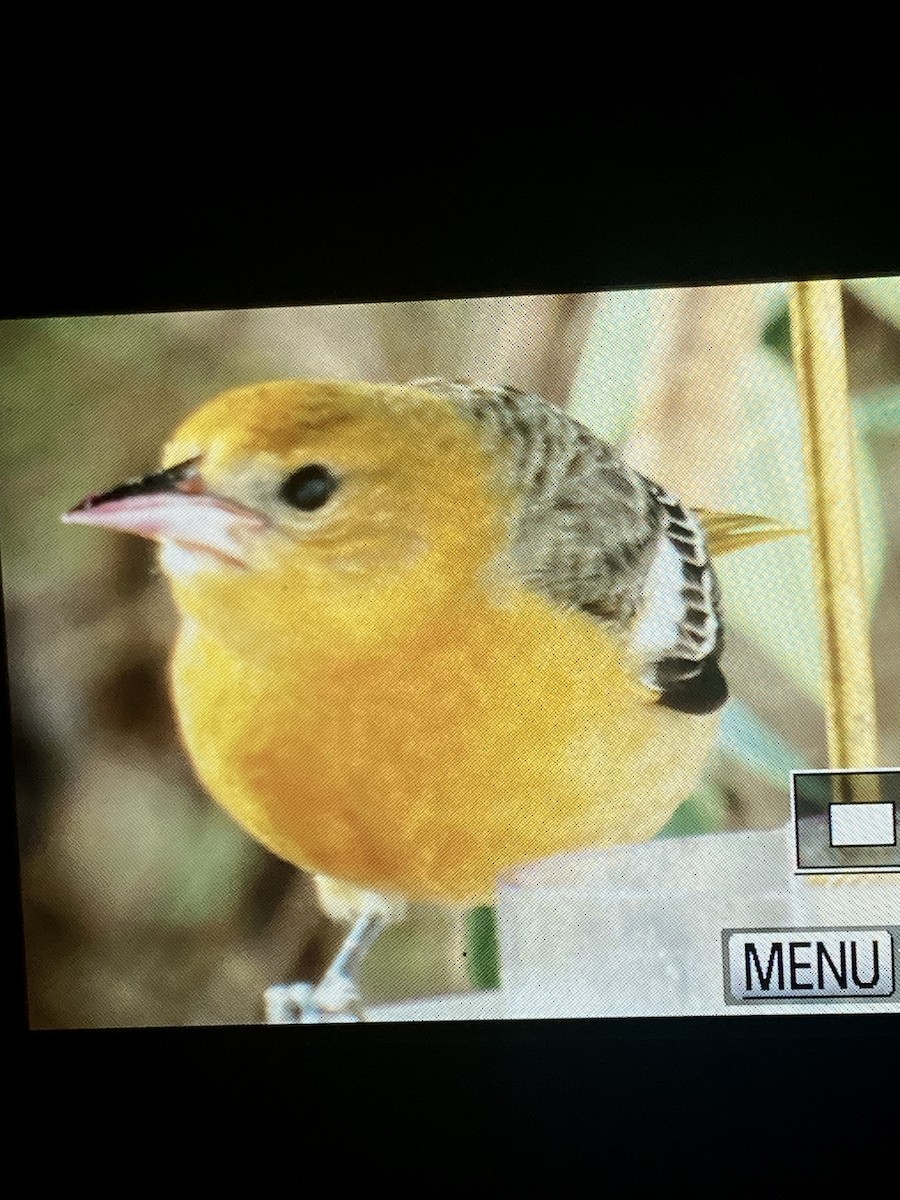 Baltimore Oriole - ML646820504