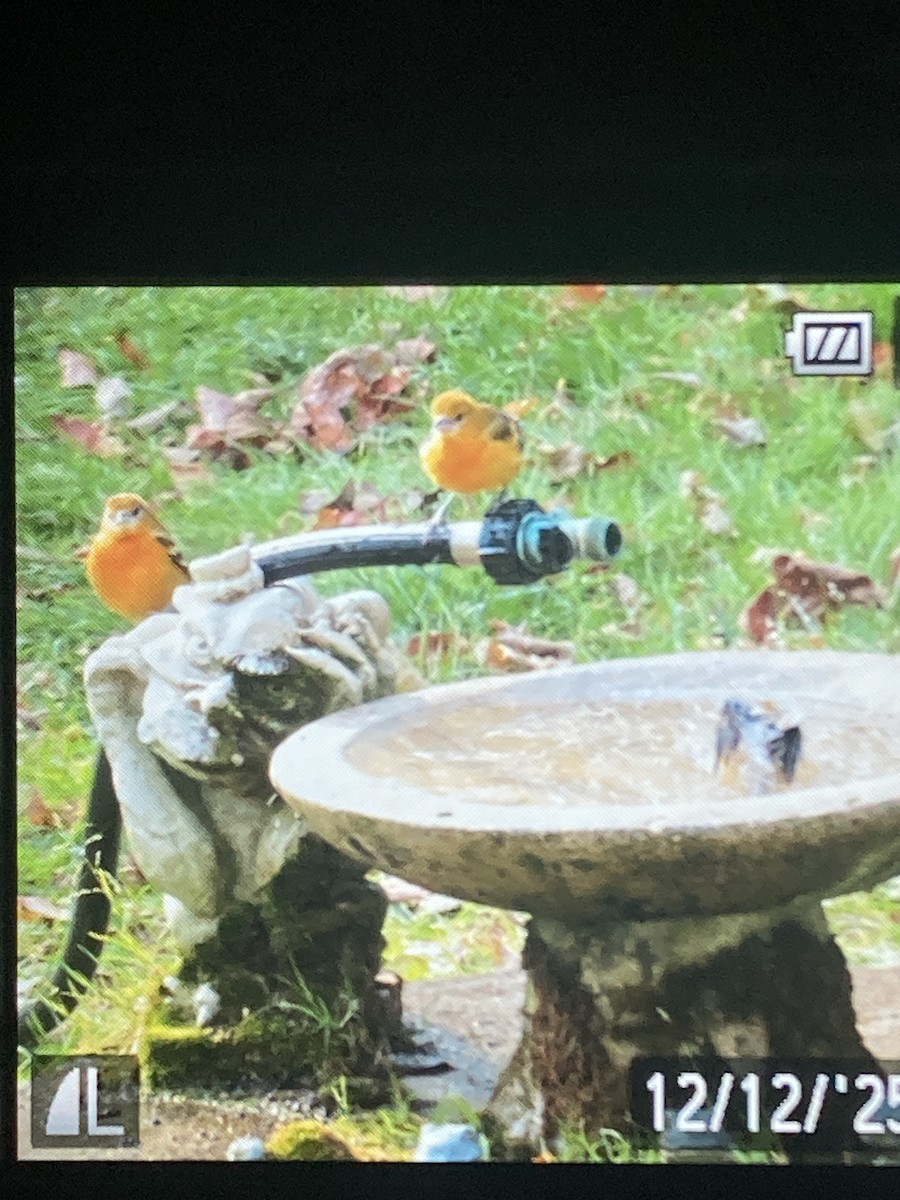 Baltimore Oriole - ML646820505