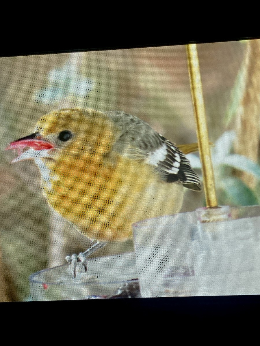 Baltimore Oriole - ML646820506