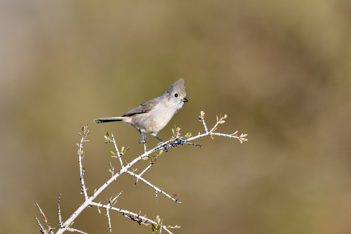 Oak Titmouse - ML646820507