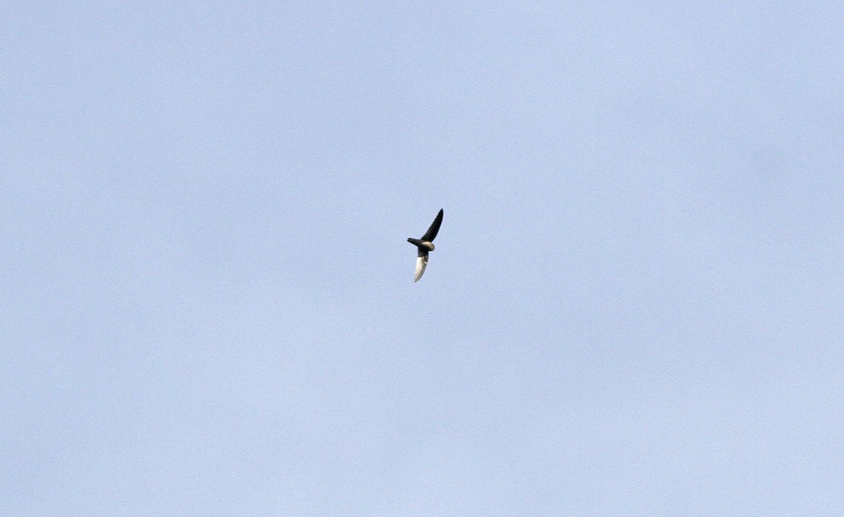 Gray-rumped Swiftlet - ML646820512