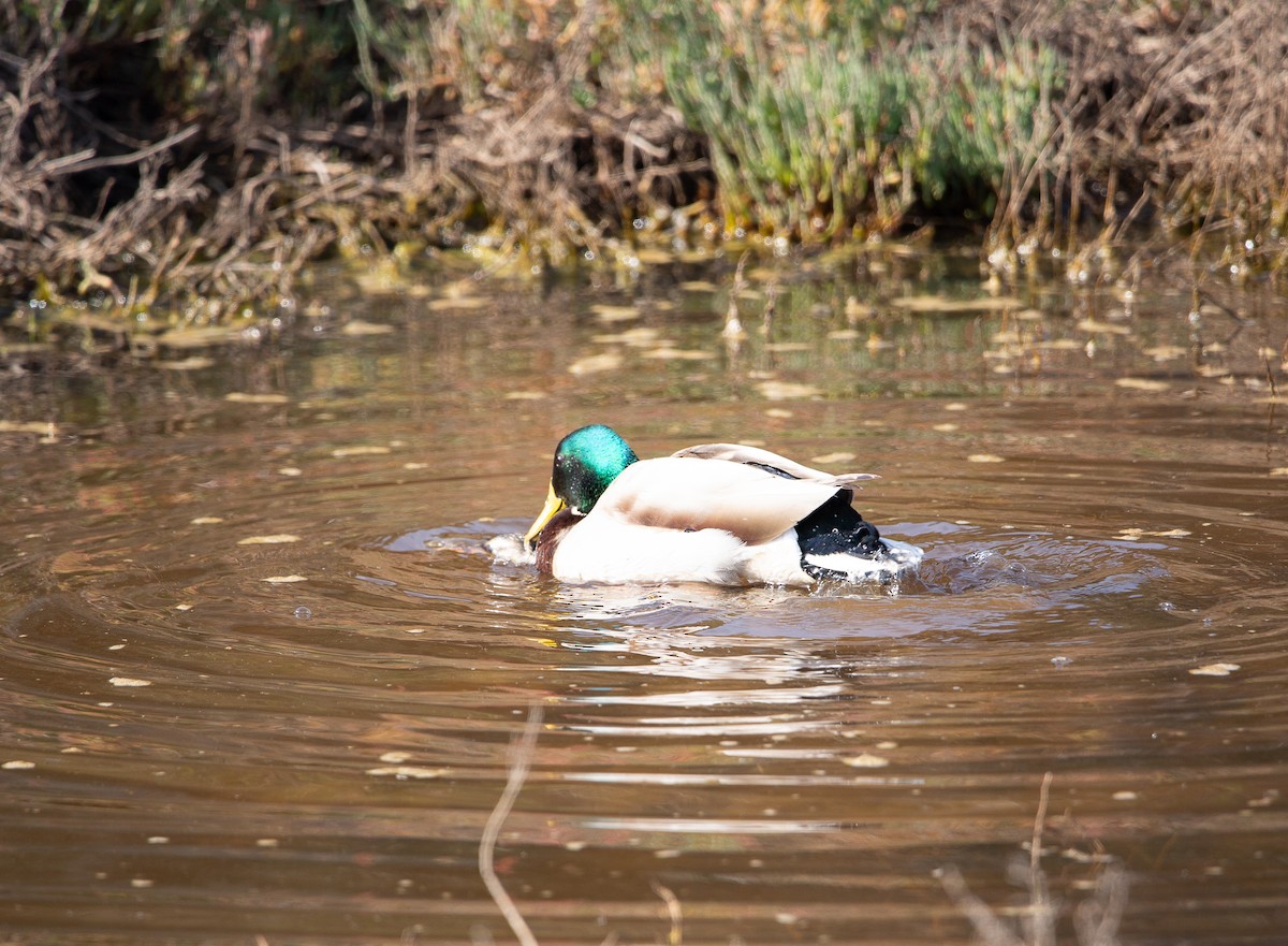 Mallard - ML646820517