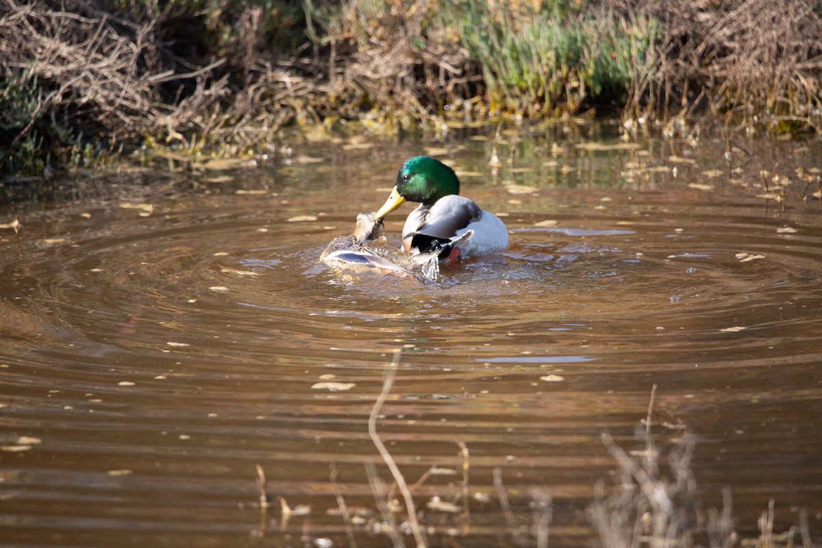 Mallard - ML646820518