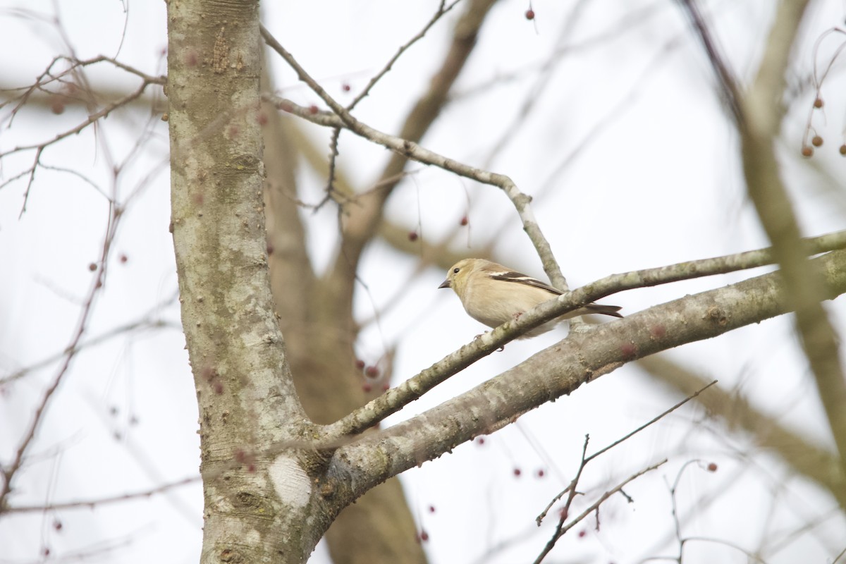 American Goldfinch - ML646820519