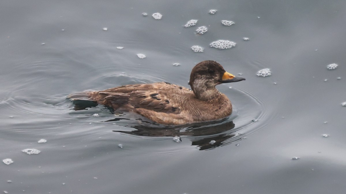 turpan žlutozobý - ML646820520