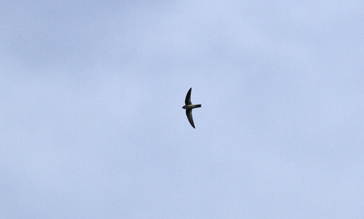 Gray-rumped Swiftlet - ML646820521