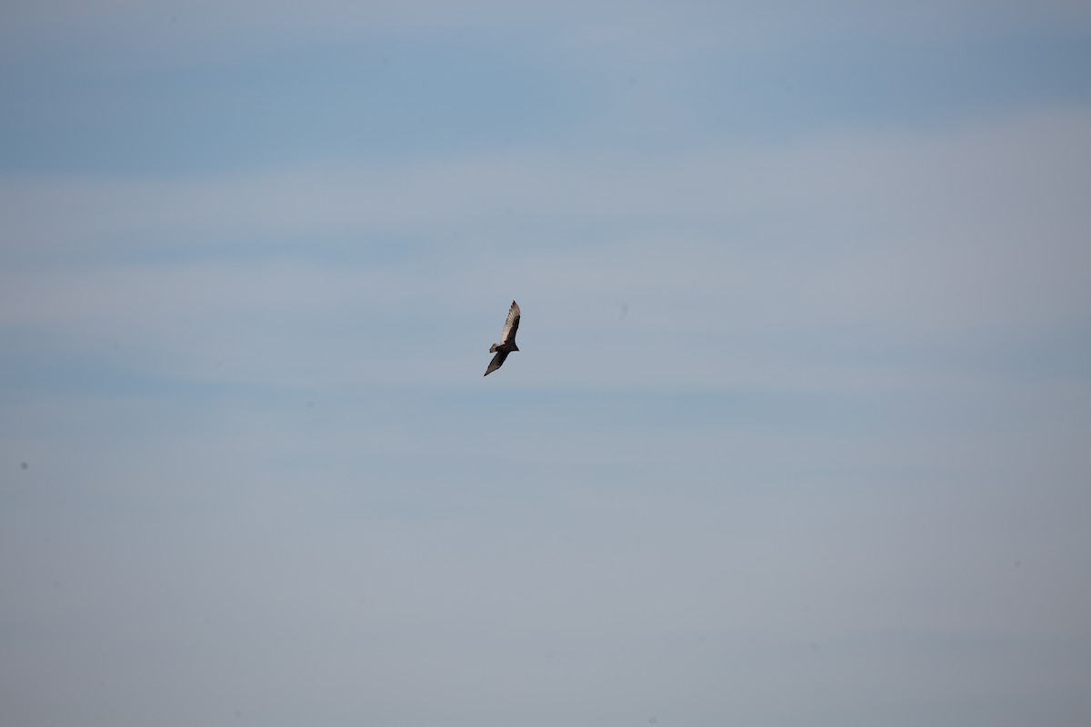 Turkey Vulture - ML646820523