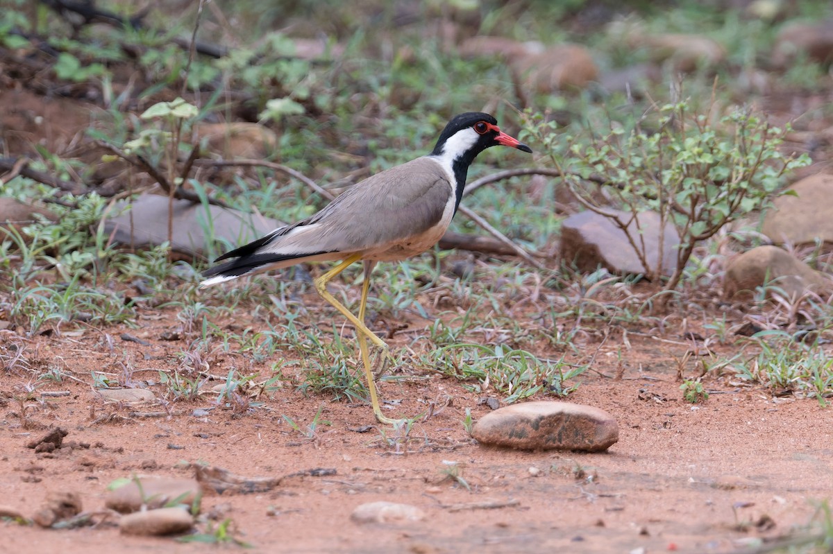 Red-wattled Lapwing - ML646820524