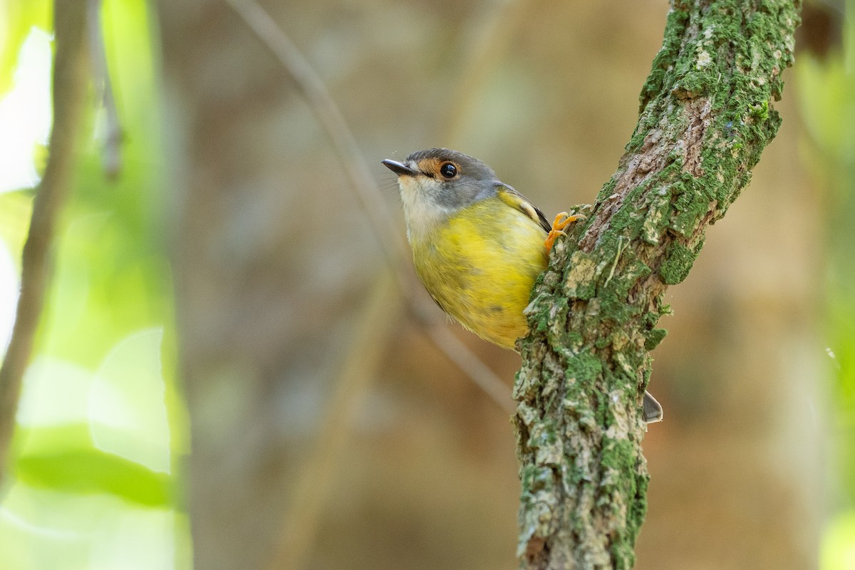 Pale-yellow Robin - ML646820527