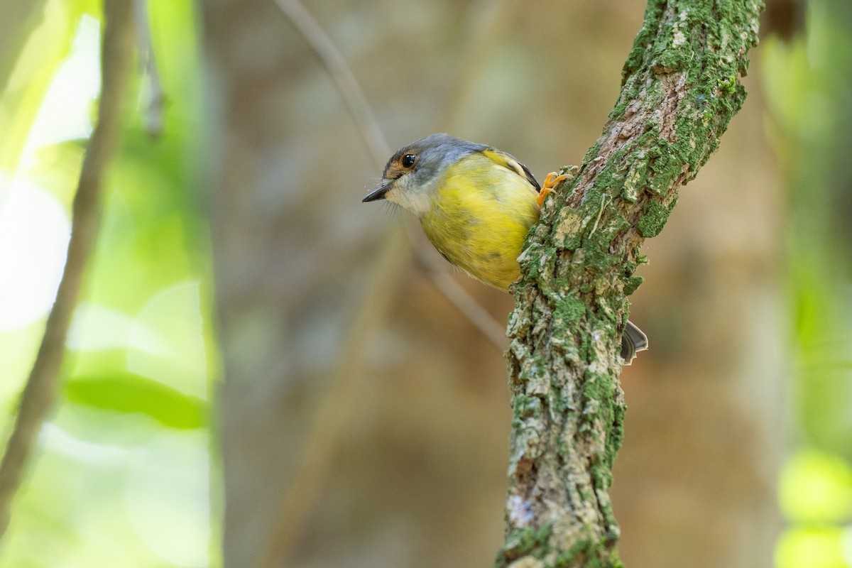 Pale-yellow Robin - ML646820528
