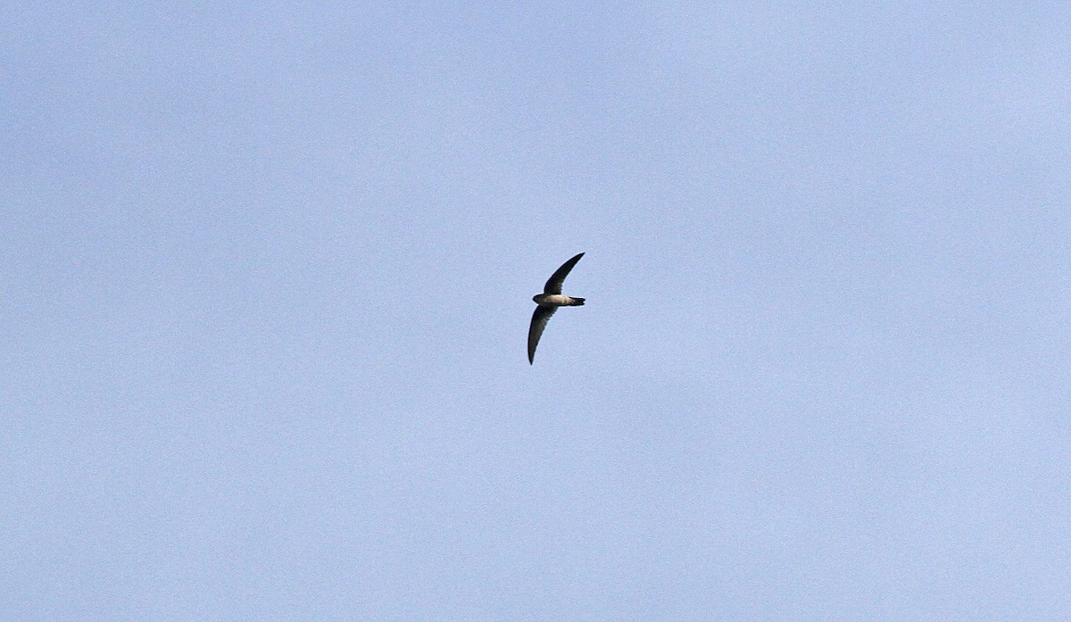 Gray-rumped Swiftlet - ML646820530