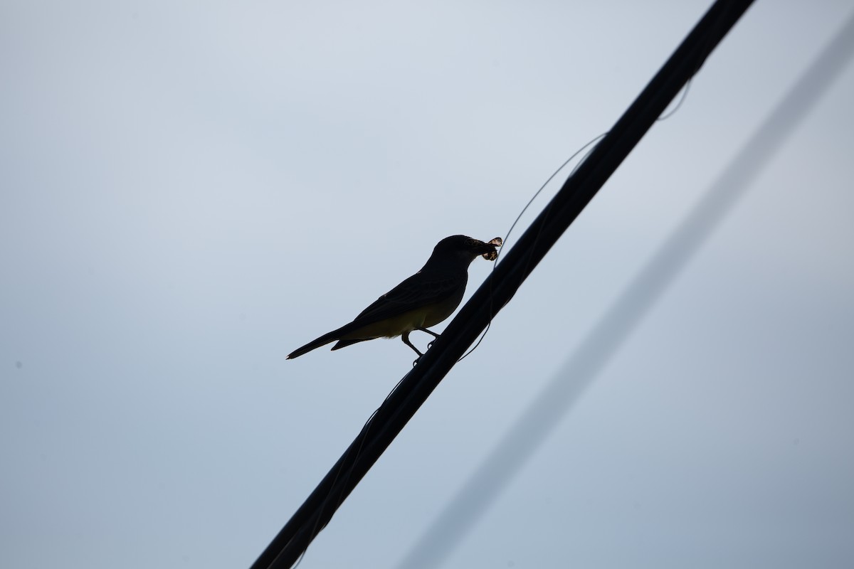 Cassin's Kingbird - ML646820534