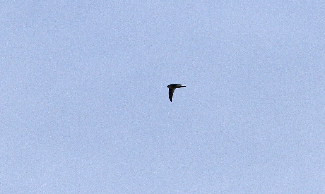 Gray-rumped Swiftlet - ML646820536