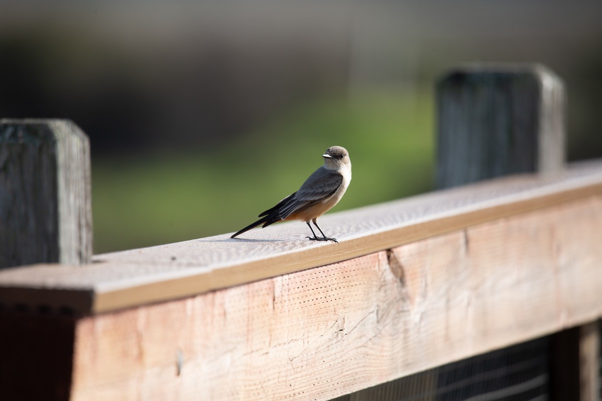 Say's Phoebe - ML646820537