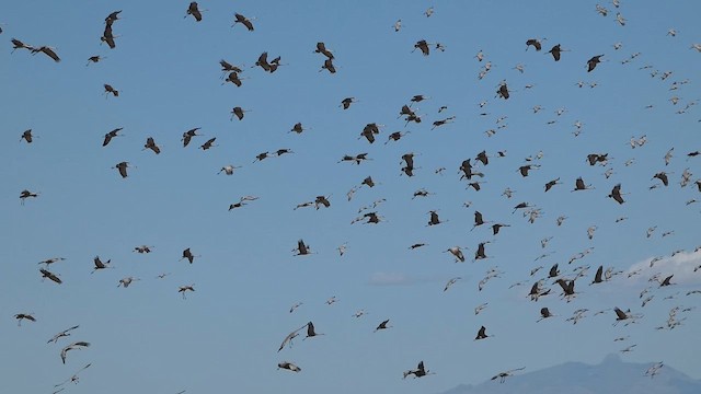 Sandhill Crane - ML646820538