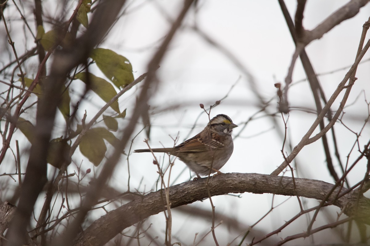 White-throated Sparrow - ML646820540