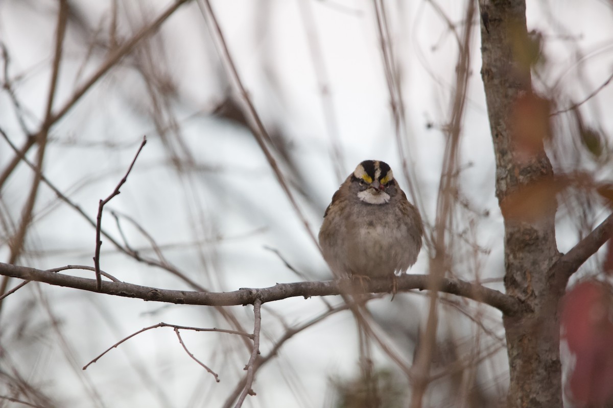 White-throated Sparrow - ML646820541