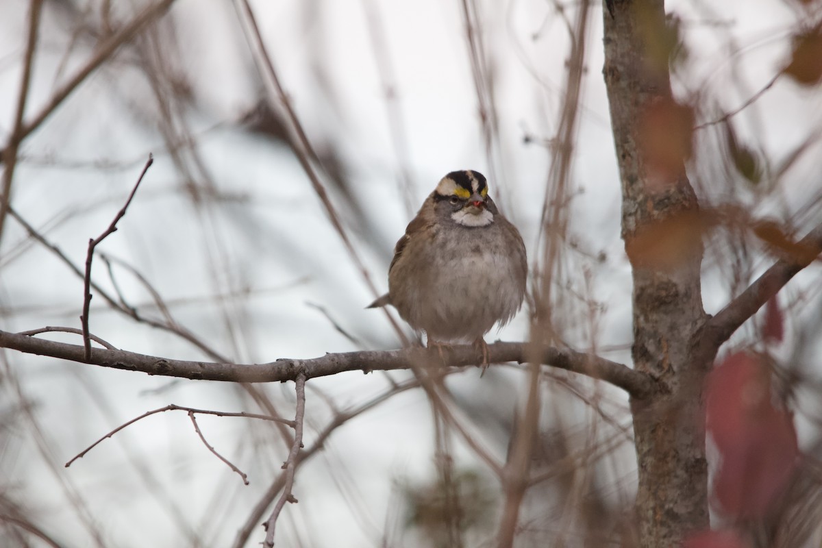 White-throated Sparrow - ML646820542