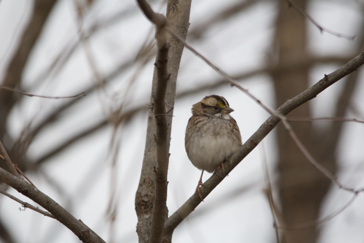 White-throated Sparrow - ML646820543