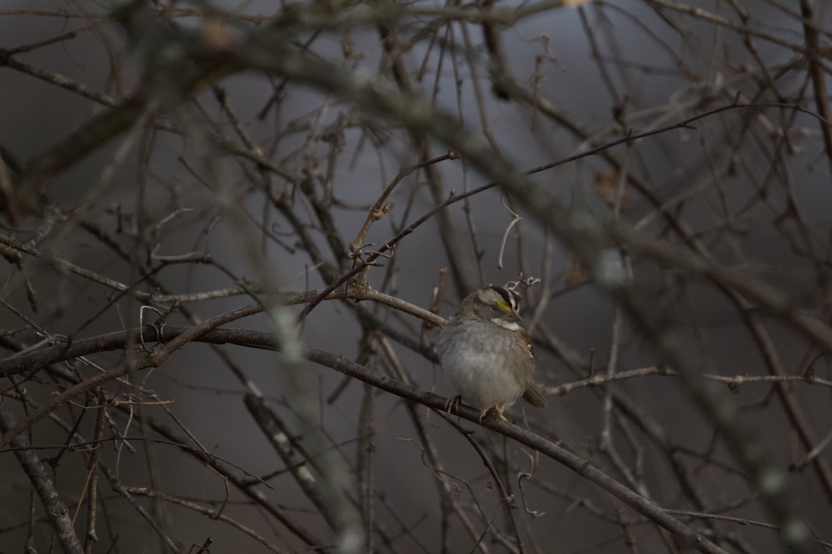 White-throated Sparrow - ML646820544
