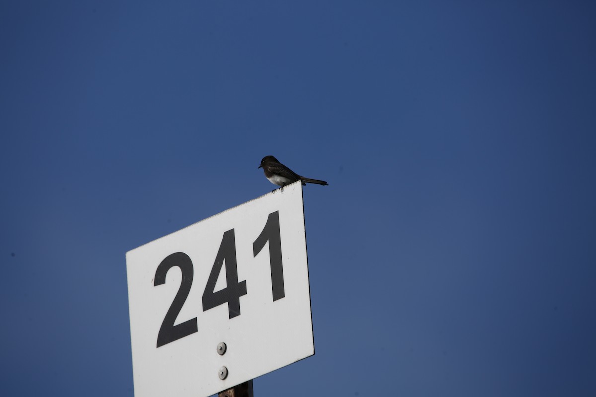 Black Phoebe - ML646820545