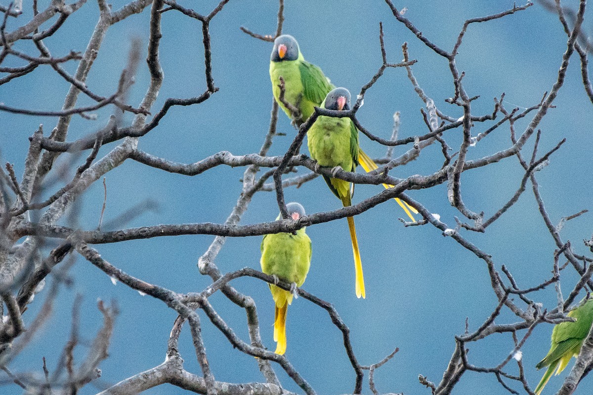 Slaty-headed Parakeet - ML646820547