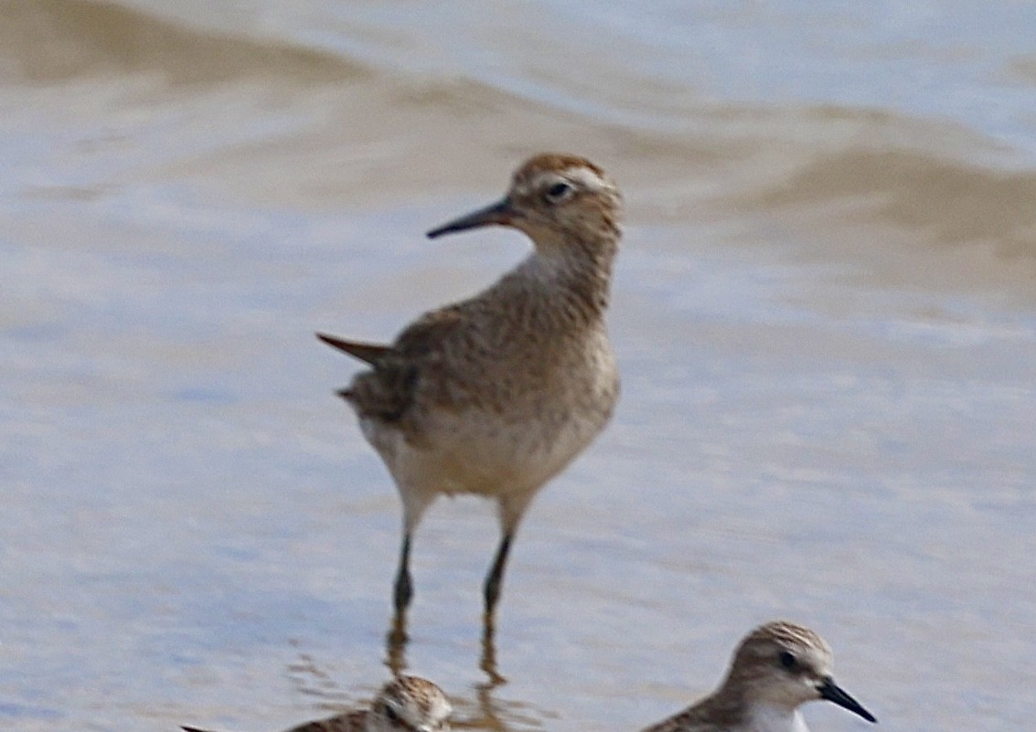 Sharp-tailed Sandpiper - ML646820550