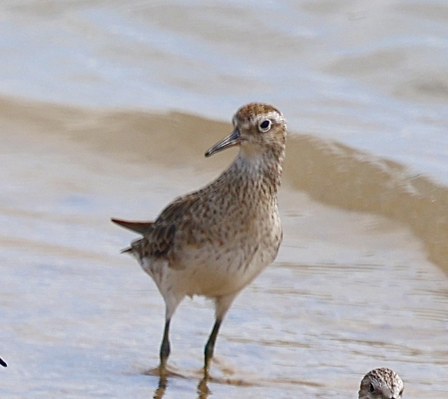 Sharp-tailed Sandpiper - ML646820551