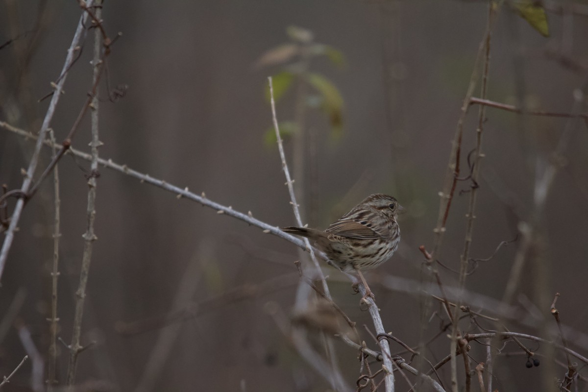 Song Sparrow - ML646820555