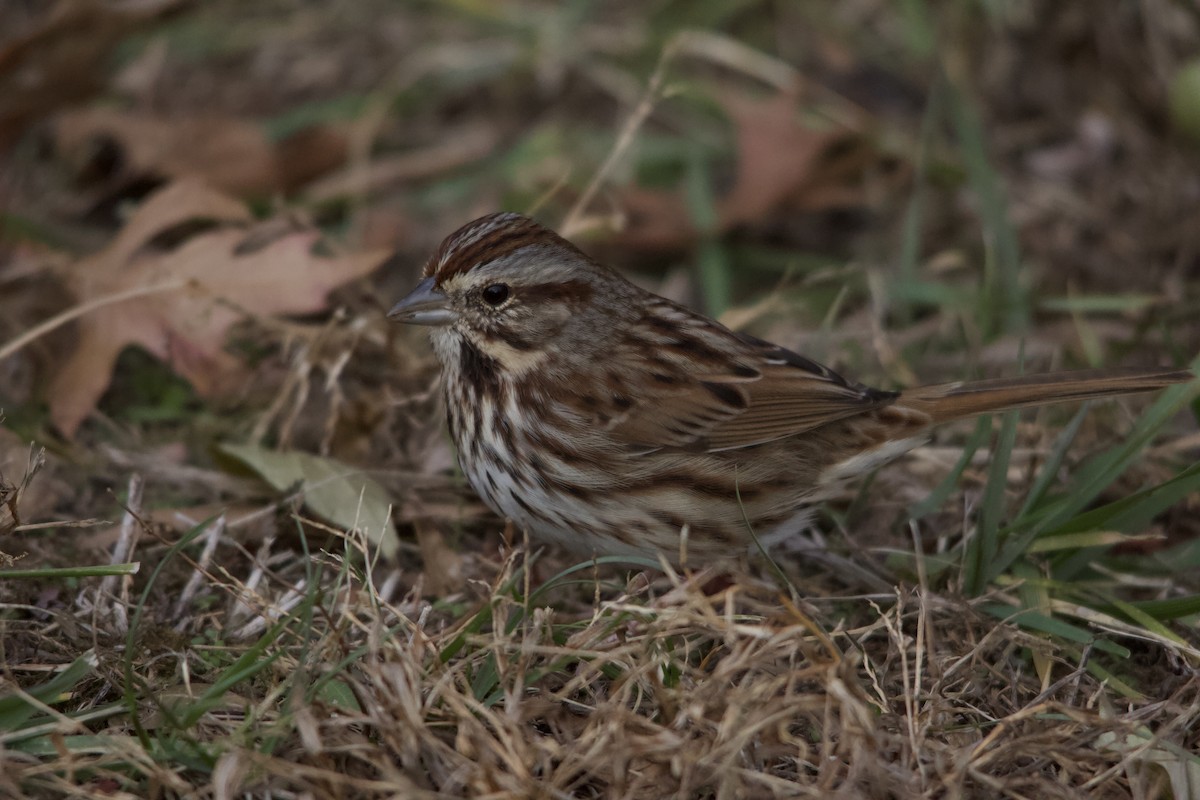 Song Sparrow - ML646820556