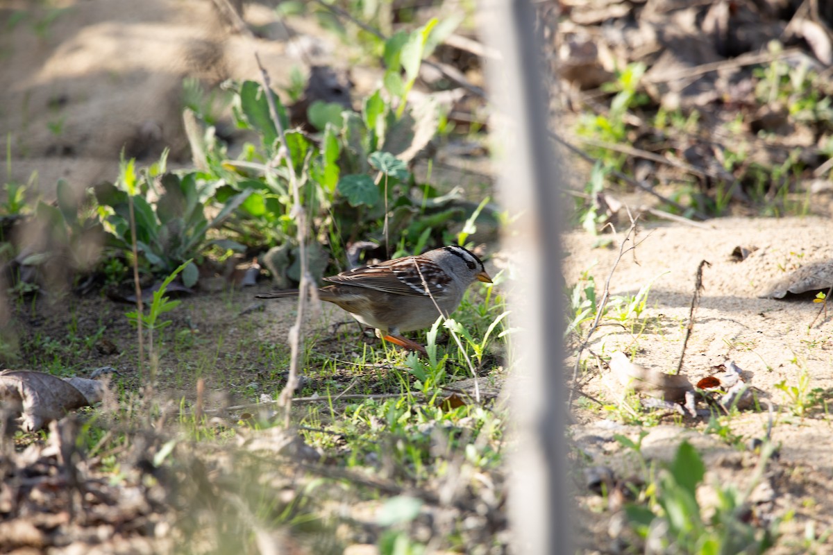 White-crowned Sparrow - ML646820559