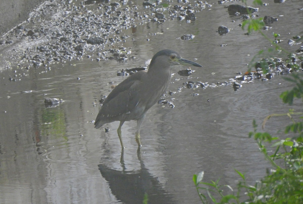 Black-crowned Night Heron - ML646820561