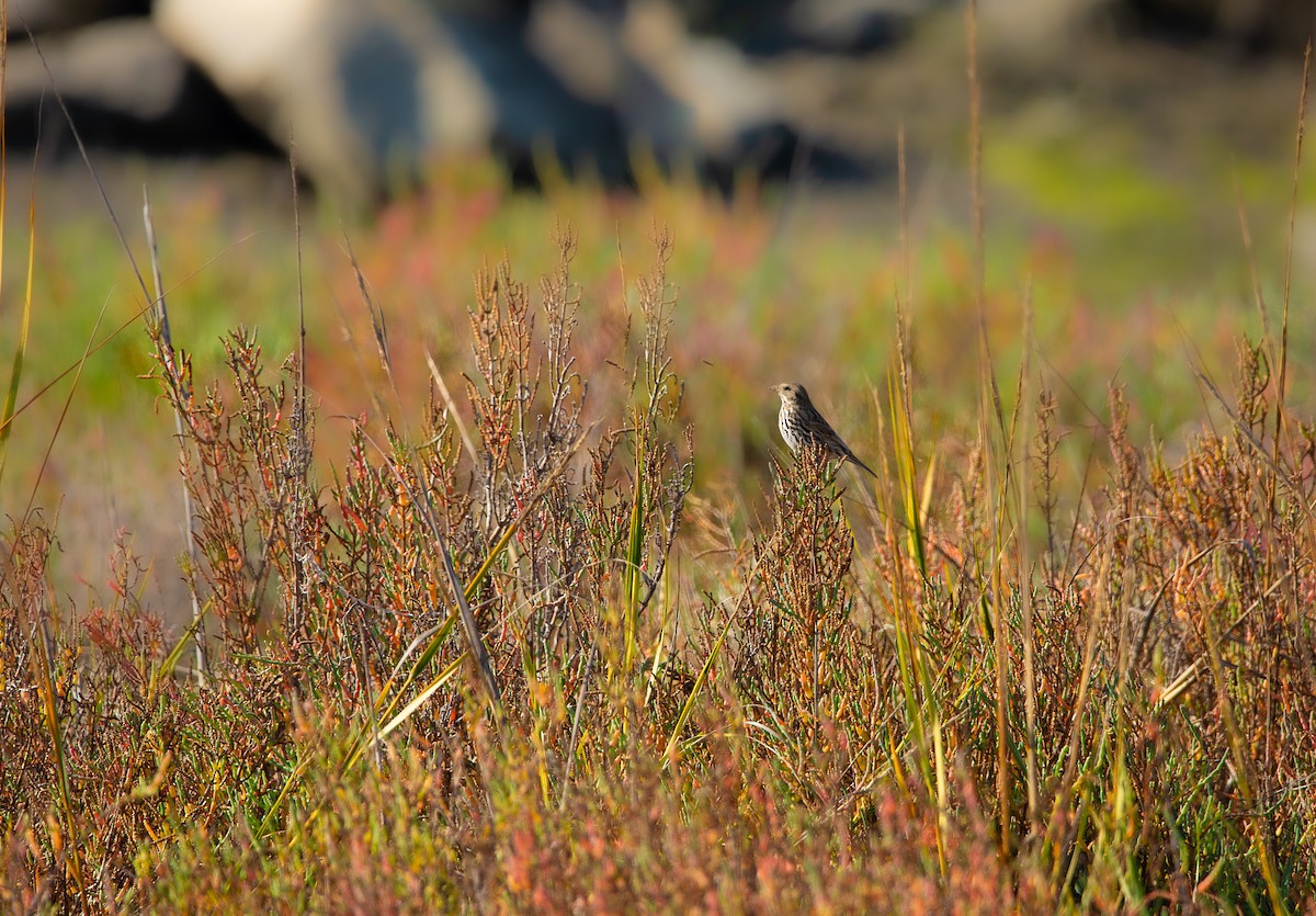 Savannah Sparrow - ML646820563