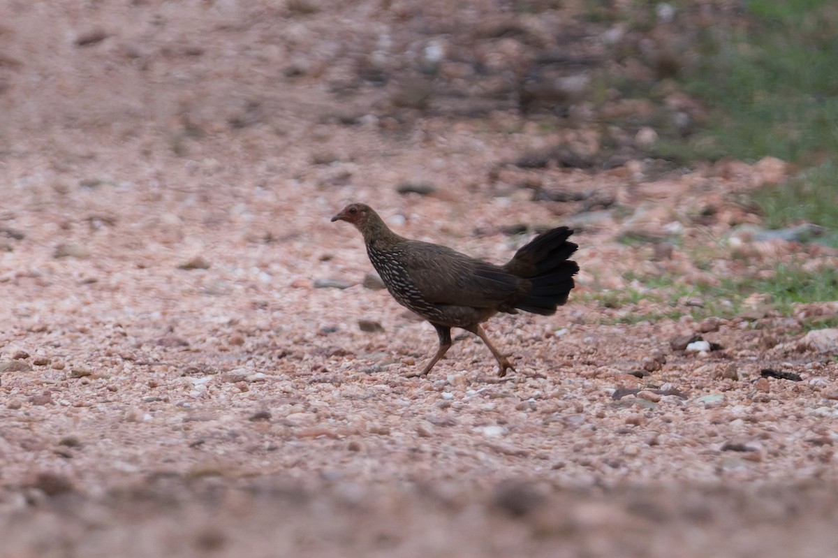 Gray Junglefowl - ML646820564