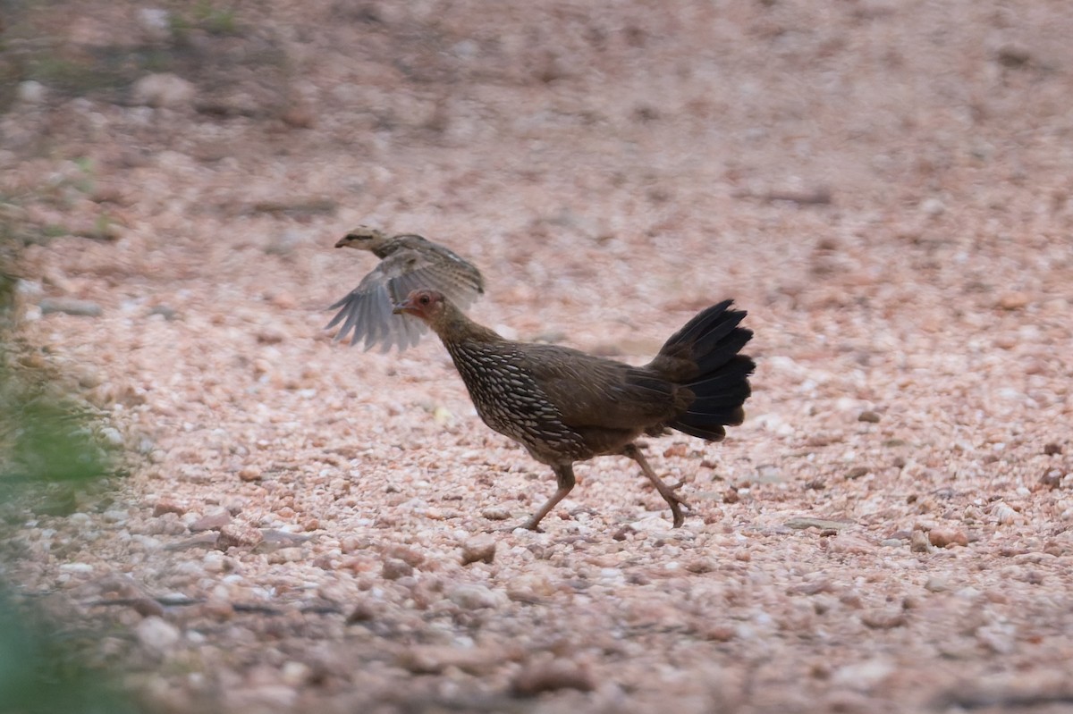 Gray Junglefowl - ML646820565