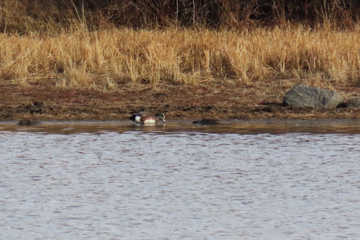 American Wigeon - ML646820566
