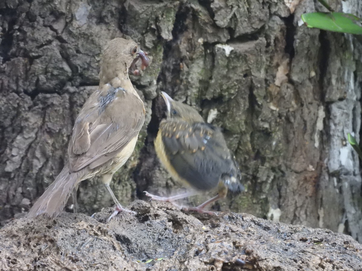 Merle fauve - ML646820567