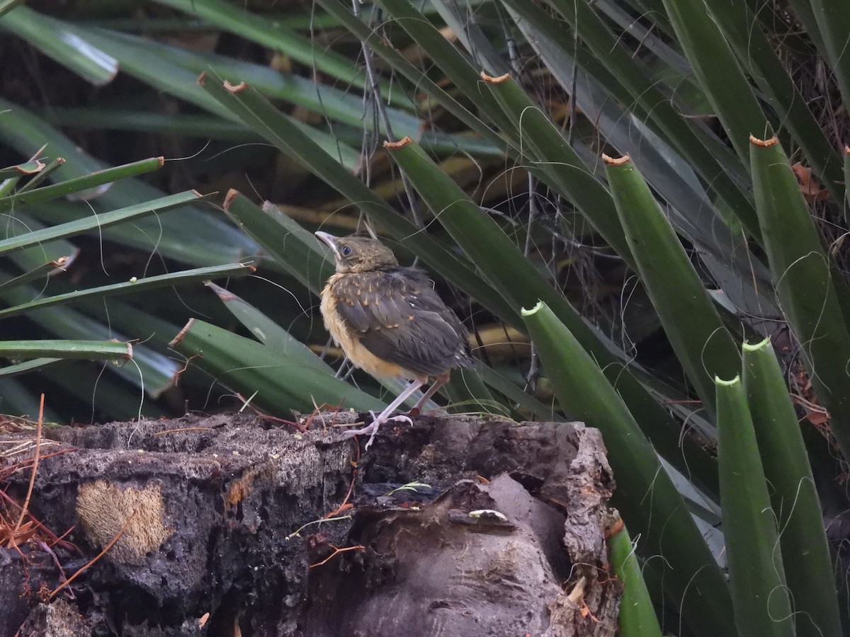 Merle fauve - ML646820568