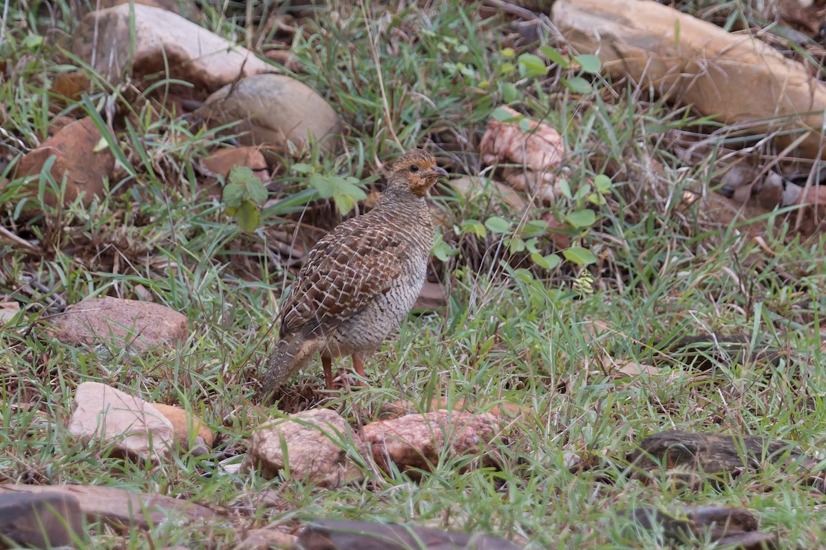 Gray Francolin - ML646820570