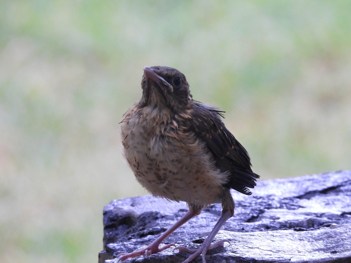 Merle fauve - ML646820571